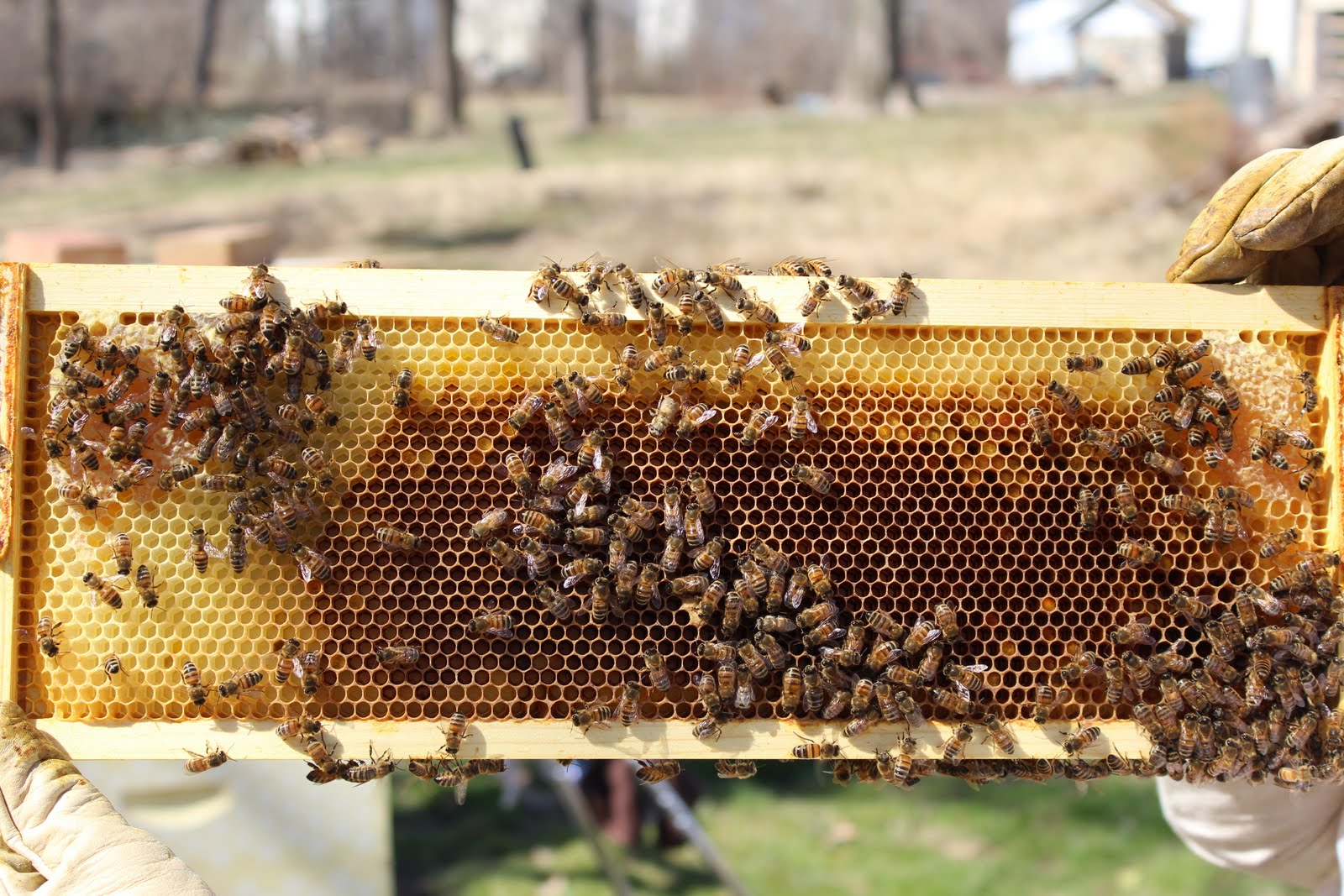 Active Apiaries